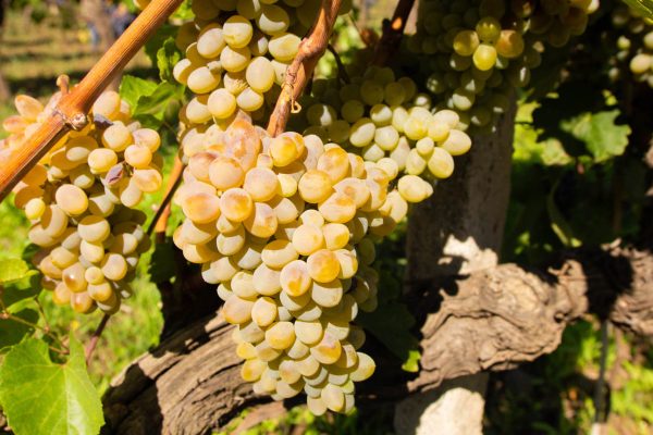 Sicilian wine agriculture farm at the foot of Etna volcano. A branch of White grape berries. Sunny photo good for touristic travel agency booklet, vineyard poster, agriculture website or magazine.